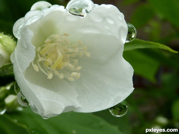 jasmine after rain